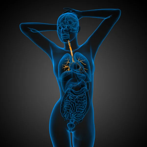 Ilustrație medicală 3D a bronhiilor masculine — Fotografie, imagine de stoc