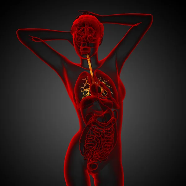 Illustrazione medica 3D dei bronchi maschili — Foto Stock