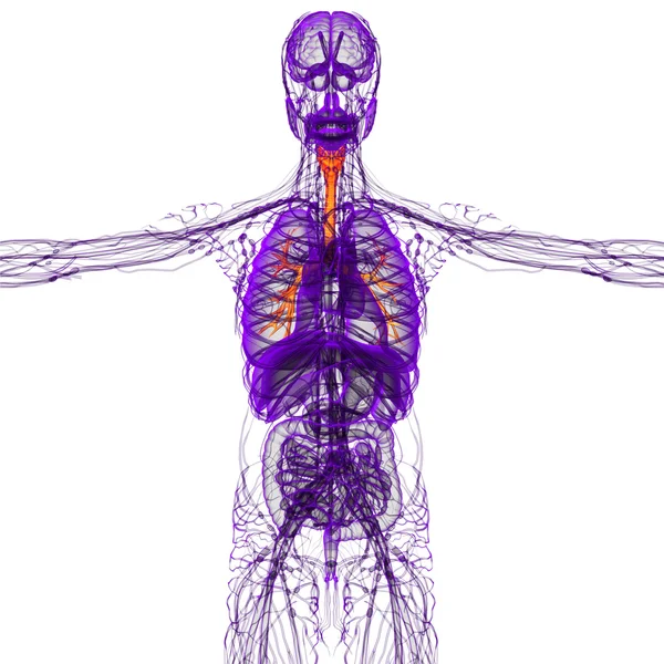 Ilustrasi medis 3D dari bronchi laki-laki — Stok Foto