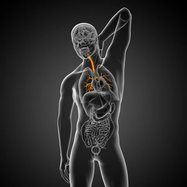 3D medical illustration of the male bronchi — Stock Photo, Image