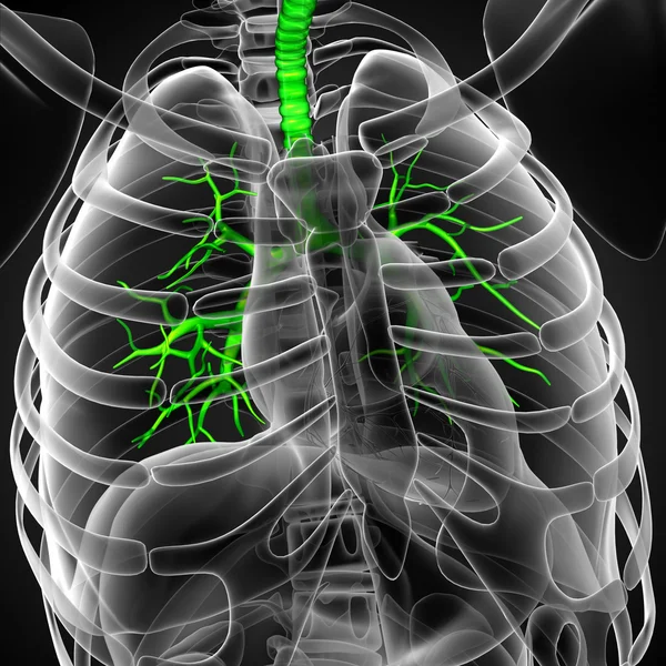 Ilustración médica 3D de los bronquios masculinos —  Fotos de Stock