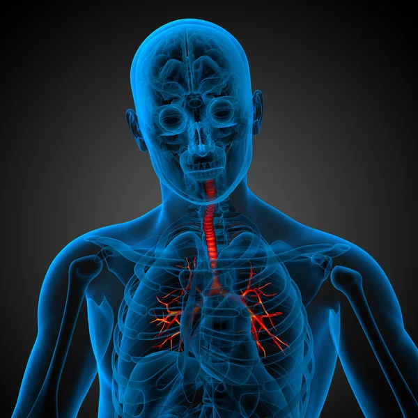 Ilustración médica 3D de los bronquios masculinos — Foto de Stock