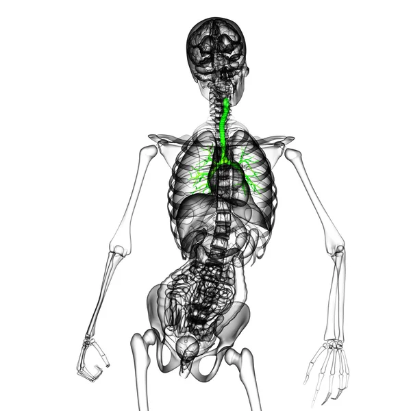 3D medical illustration of the male bronchi — Stock Photo, Image