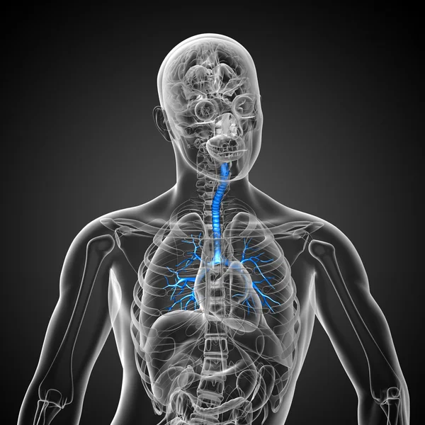 3D medical illustration of the male bronchi — Stock Photo, Image