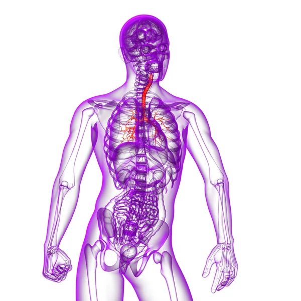 Ilustración médica 3D de los bronquios masculinos —  Fotos de Stock