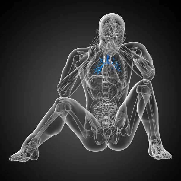 3 차원 의료 일러스트 레이 션 남성 기관지의 — 스톡 사진