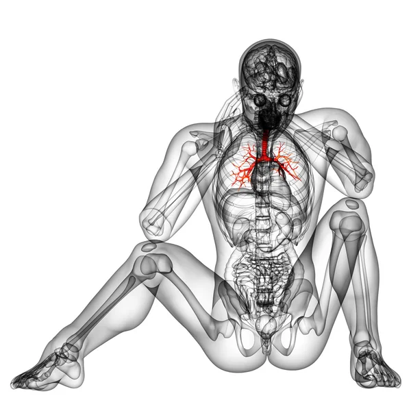 Ilustração médica 3D dos brônquios masculinos — Fotografia de Stock