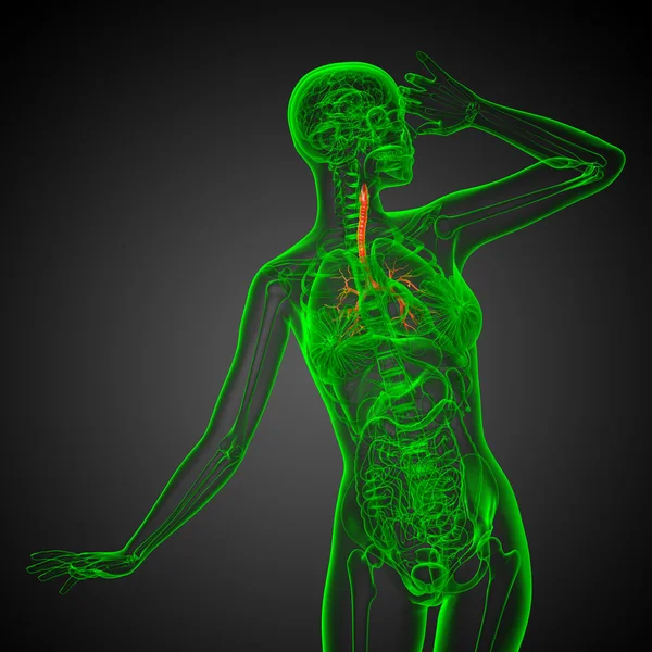 三维医学插图的男性支气管 — 图库照片