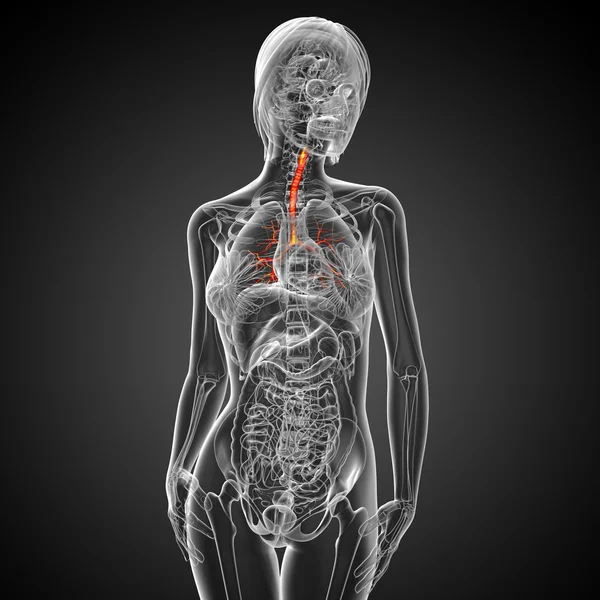 3D medische illustratie van de mannelijke bronchiën — Stockfoto