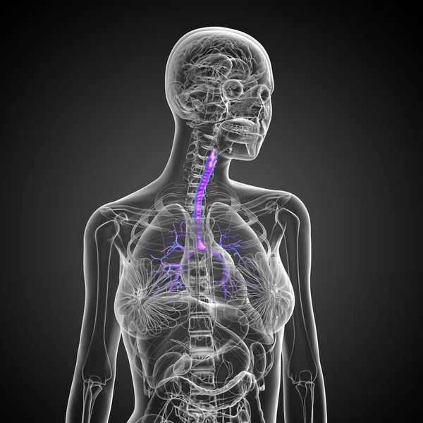 3D medische illustratie van de mannelijke bronchiën — Stockfoto