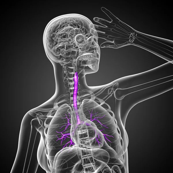 男性の気管支の 3 d 医療イラスト — ストック写真
