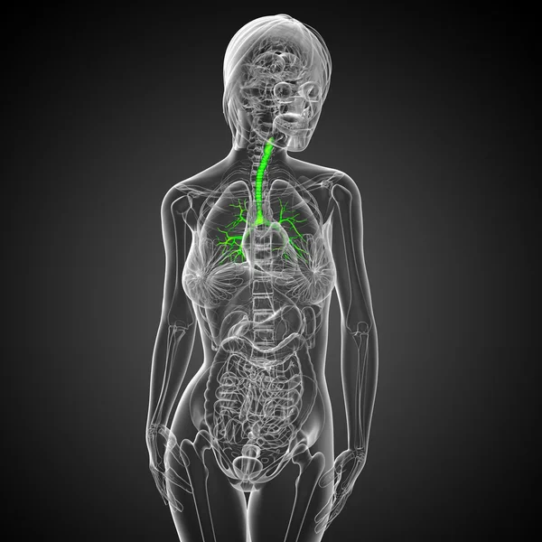 3D medizinische Illustration der männlichen Bronchien — Stockfoto