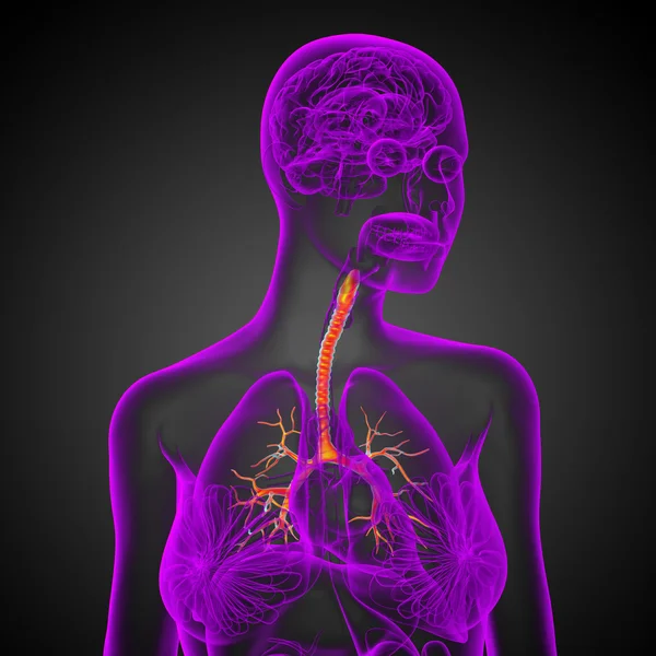 Ilustrasi medis 3D dari bronchi laki-laki — Stok Foto