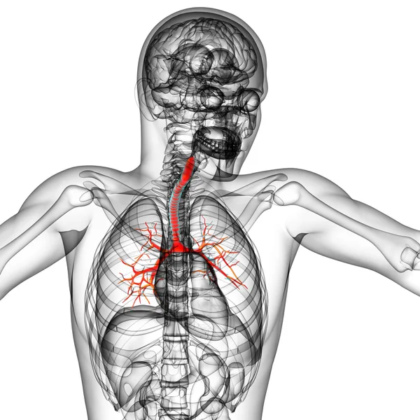 3D medical illustration of the male bronchi — Stock Photo, Image