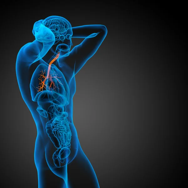 Erkek bronşlar 3D tıbbi çizimi — Stok fotoğraf