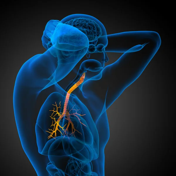Obrzęk płuc woda w płucach — Zdjęcie stockowe © decade3d 48100063