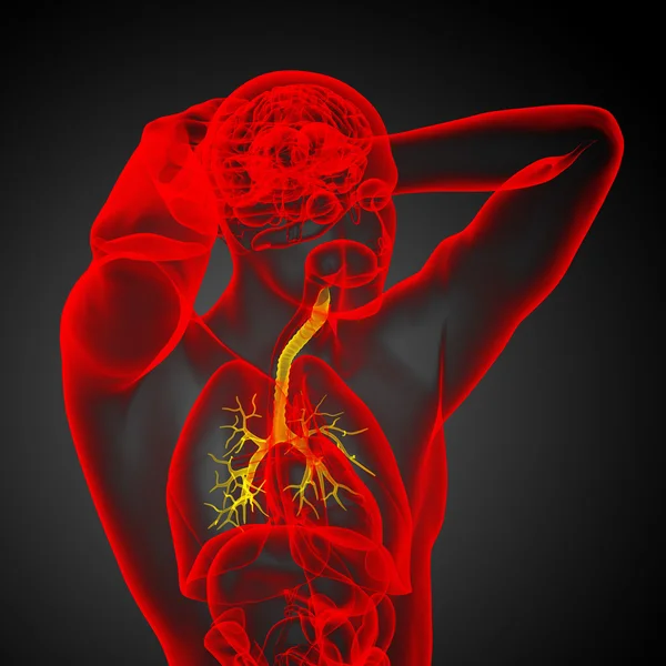 Illustrazione medica 3D dei bronchi maschili — Foto Stock