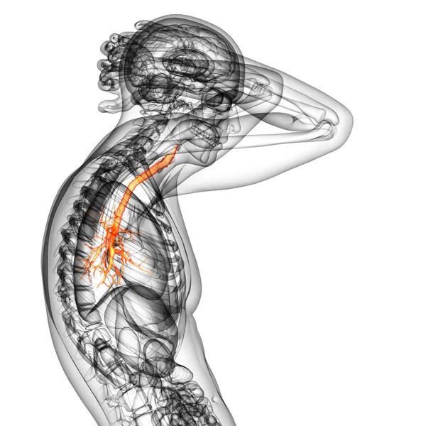 3D medische illustratie van de mannelijke bronchiën — Stockfoto