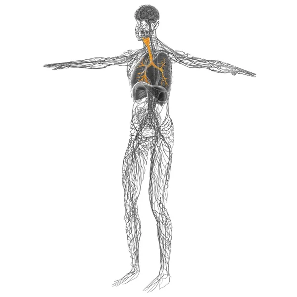 3D medical illustration of the male bronchi — Stock Photo, Image