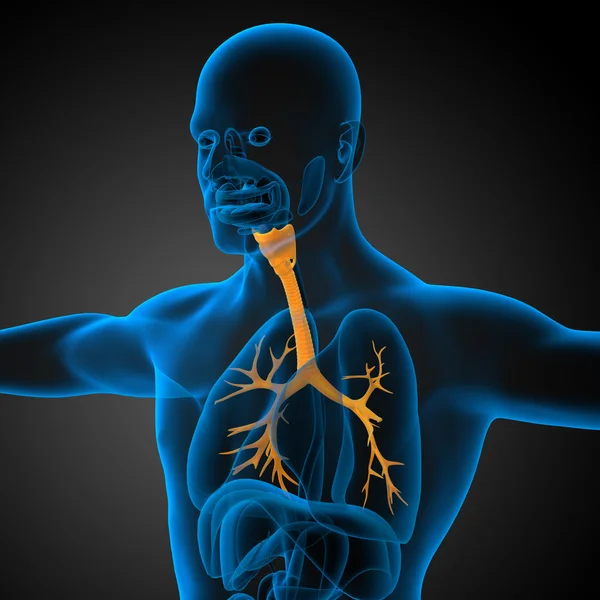 三维医学插图的男性支气管 — 图库照片