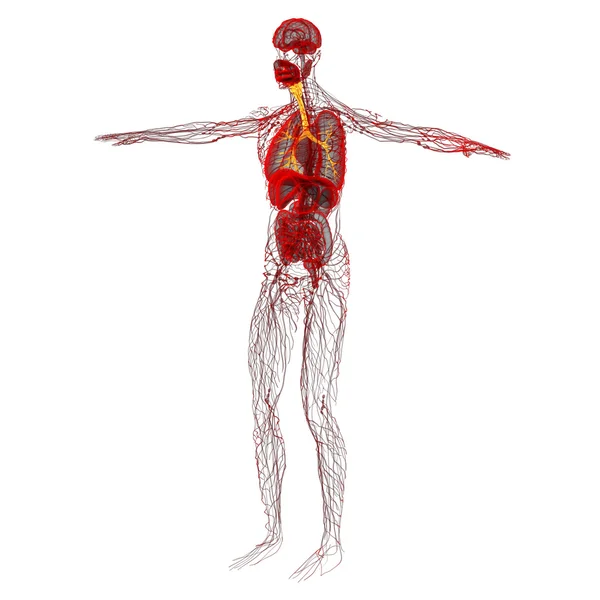 A férfi hörgők 3D orvosi illusztráció — Stock Fotó