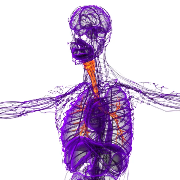 三维医学插图的男性支气管 — 图库照片