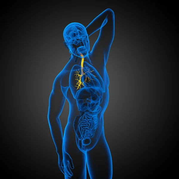 3D medizinische Illustration der männlichen Bronchien — Stockfoto