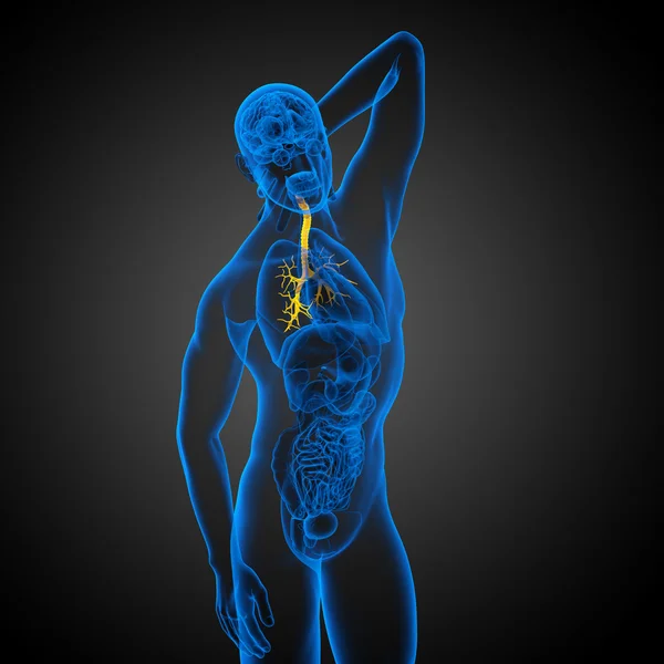 Illustration médicale 3D des bronches mâles — Photo