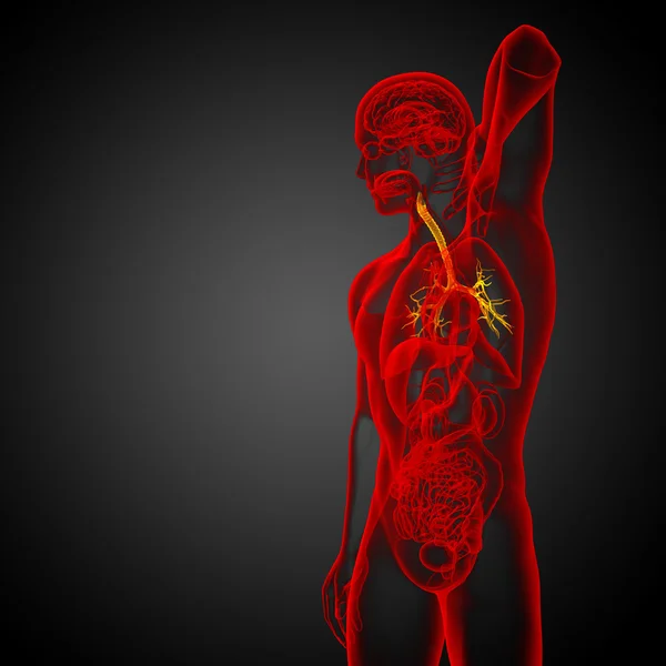 Illustration médicale 3D des bronches mâles — Photo