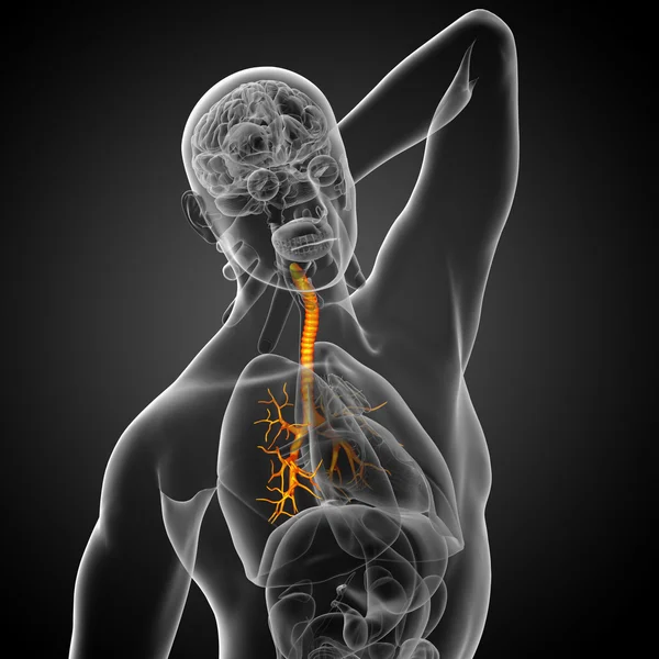 男性の気管支の 3 d 医療イラスト — ストック写真