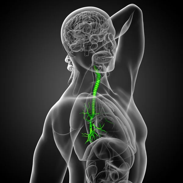 3D medical illustration of the male bronchi — Stock Photo, Image