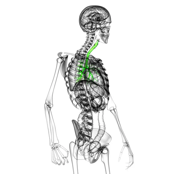 3D medical illustration of the male bronchi — Stock Photo, Image