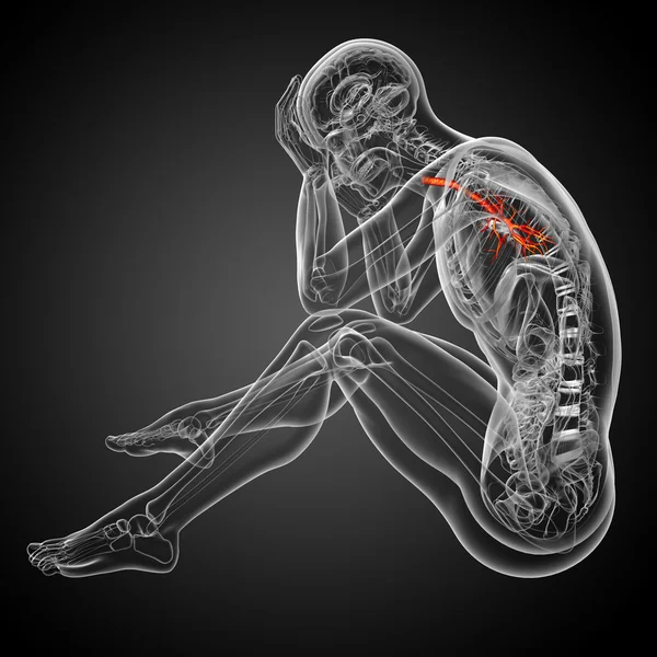 3D medische illustratie van de mannelijke bronchiën — Stockfoto