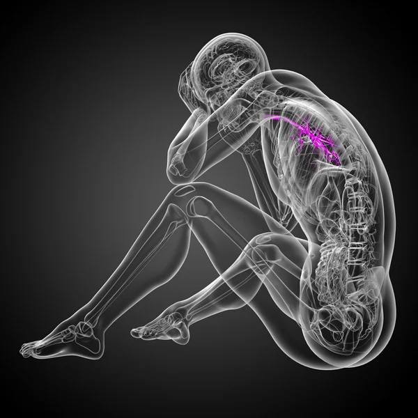 Illustrazione medica 3D dei bronchi maschili — Foto Stock