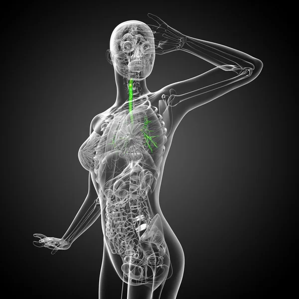 Illustrazione medica 3D dei bronchi maschili — Foto Stock