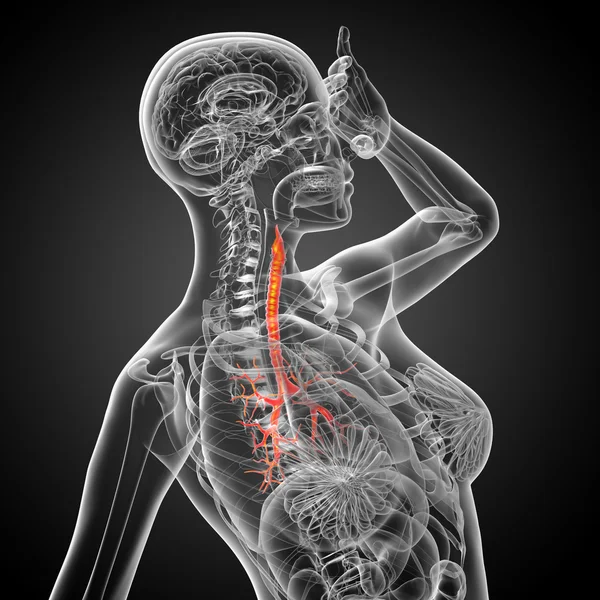 3D medical illustration of the male bronchi — Stock Photo, Image