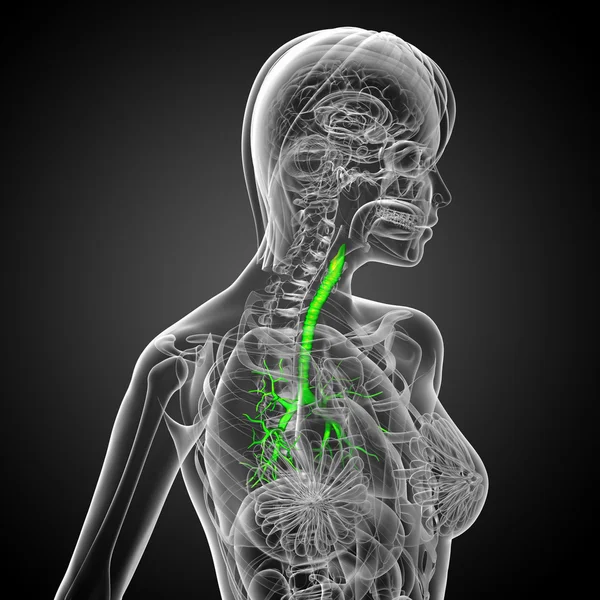 3D ιατρική απεικόνιση των βρόγχων που αρσενικό — Φωτογραφία Αρχείου