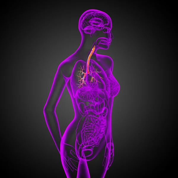 Illustrazione medica 3D dei bronchi maschili — Foto Stock