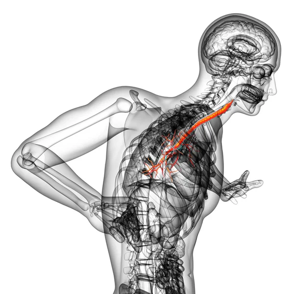 Illustrazione medica 3D dei bronchi maschili — Foto Stock