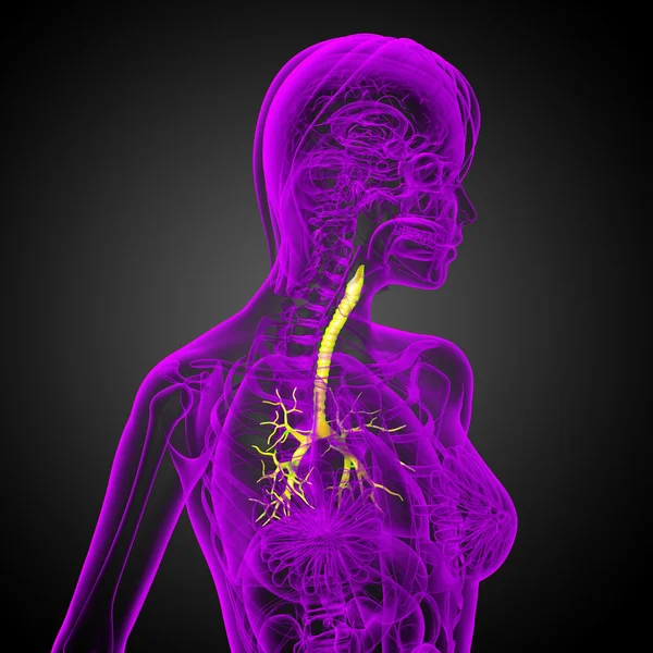 Illustrazione medica 3D dei bronchi maschili — Foto Stock