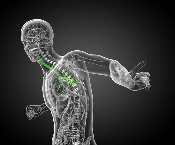 3D medizinische Illustration der männlichen Bronchien — Stockfoto