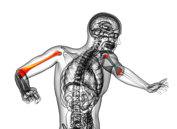 3D göra medicinsk illustration av ã¶verarmsbenet ben — Stockfoto