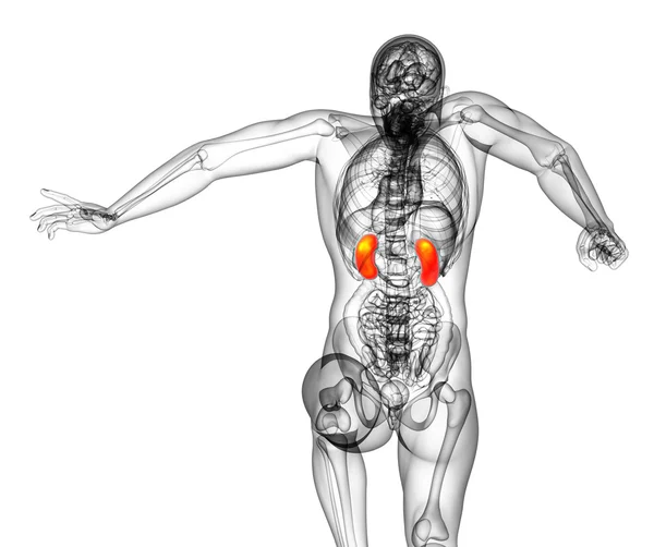 3d render medical illustration of the kidney — Stock Photo, Image