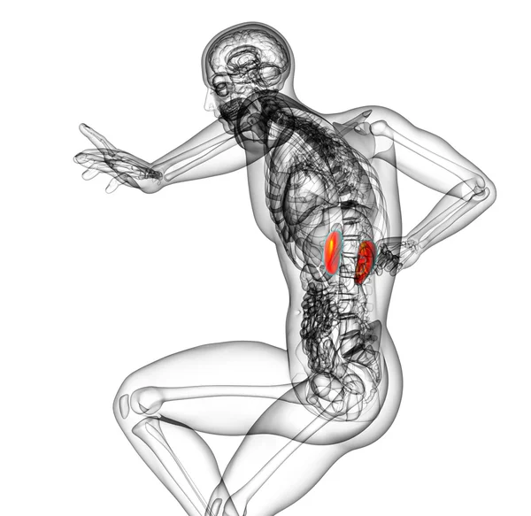 3d rendere illustrazione medica del rene — Foto Stock