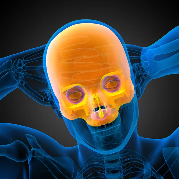 3d render medical illustration of the upper skull — Stock Photo, Image