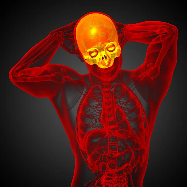 3d render medical illustration of the upper skull — Stock Photo, Image