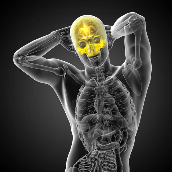 3d render medical illustration of the upper skull — Stock Photo, Image