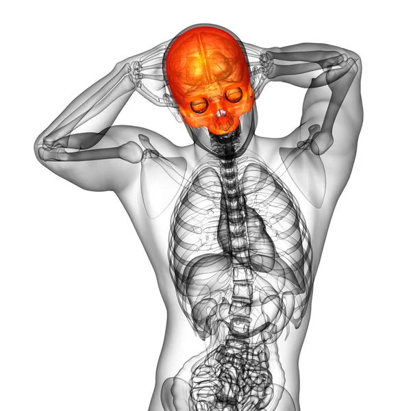 3d 渲染医学插图的上部的头骨 — 图库照片