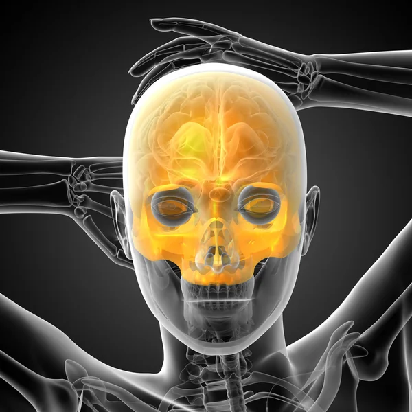 3d render medical illustration of the upper skull — Stock Photo, Image