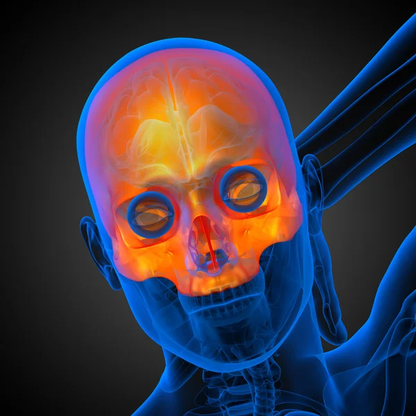 3D render medische illustratie van de bovenste schedel — Stockfoto